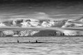 PŘÍRODA A ŽIVOTNÍ PROSTŘEDÍ 1. cena - Zlaté oko VÁCLAV ŠILHA, volný fotograf: Antarktida – jiná planeta, leden 2012 (série)