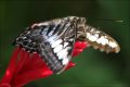 motýl, rod Phanthenos, vyfoceno ve skleníku Fata Morgána