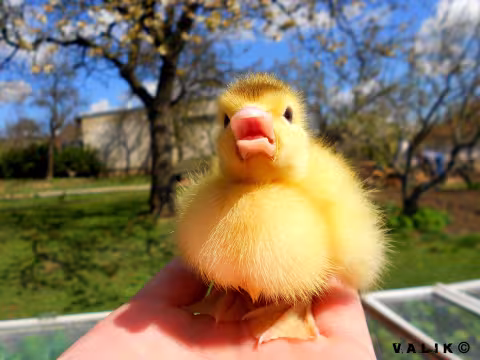 Hey, I'm not black duckling