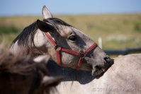 Favory horses