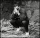 Obrázek uživatele Belper